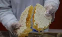 Vanlı arıcı Dubai'ye 16,5 ton petek bal sattı