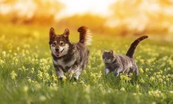 Yaptırmayana 86 bin TL ceza kesilecek! Son tarih 31 Aralık