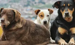 Bakan Çiftçi tarih verdi: 4 Milyon sokak köpeği toplanıyor