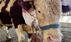 Kurban etini hemen yiyenler dikkat! Kalp krizi uyarısı geldi