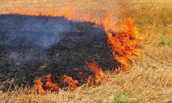 Çanakkale'de kabus dönemi başlamadan önlem geldi: Anız yakmak yasaklandı