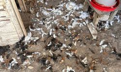 Bursa'da başıboş köpek dehşeti: 30 tavuk telef oldu