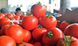 Bereket var, planlama yok: Kışın cep yakan domates 70 TL'den 15 liraya düştü!
