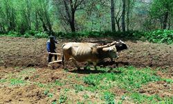“Hey gidi o günler hey’e geri döndük! Hayat pahalılığı bakın neler yaptırıyor? ‘Kara Kış’tan sonra bir ‘kara’ daha…