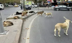 Bakan Çiftçi açıkladı: Sokak köpeği sorunu yıl sonunda bitiyor