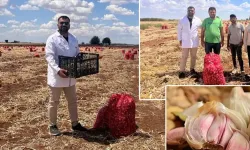 Şanlıurfa’da sarımsak hasadı buruk geçiyor: İklim vurdu, rekolte düştü, maliyetler çiftçinin belini büktü!