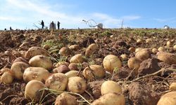 Sivas Zara’da patates mesaisi: 2026 ekimi başladı, hedef 75 bin ton!