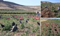 Tarlada soğan bereketi, işçide geçim derdi: "Fiyatlar uçtu, yevmiyeler eridi!"