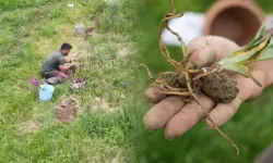 Tarlada yetişiyor, altınla yarışıyor: Kuru salebin kilosu 13 bin TL'yi buldu!