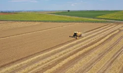 Trakya'da biçerdöver mesaisi: Bahar yağmurları arpa üreticisinin yüzünü güldürdü!