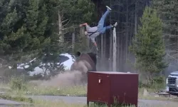 Yellowstone'da dehşet! Öfkeli bizon turisti metrelerce havaya fırlattı