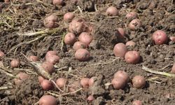 Amasya'da patates sezonu açıldı: Hedef 130 bin ton rekolte!
