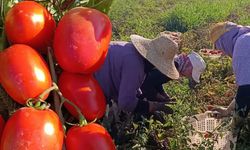 Aydın’da domates sezonu açıldı: 3 bin 813 çiftçi tarlalarda alın teri döküyor!