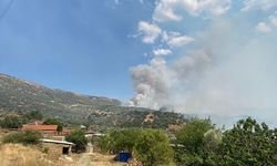 Aydın'da zeytinlik ve otluk alanda yangın çıktı