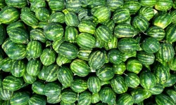 Karpuzda beklenen olmadı: Çiftçinin alın teri tarlada değer kaybetti!
