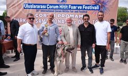 Çorum'da Türk çoban köpekleri ırk standartları yarışması yapıldı