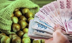 Giresun’da fındık toplama yevmiyesi ne kadar oldu? 2026 çuvalcı, aşçı ve patoz ücretleri belli oldu!