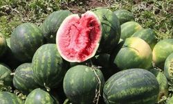 Karpuz tarlada 5 lira markette 17 lira! Sezonun sonu hüsran