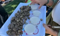 Kilosu 15 Bin Liraya Satılıyor: Yetişmez Denilen Salep Çiftçiyi Zengin Ediyor!