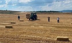 Sinop Saraydüzü’nde bereket vakti: Buğdayda hasat mesaisi başladı!