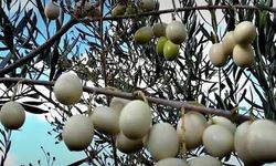 Kahvaltı sofralarımızda eksik etmediğimiz: zeytin! Siyahı yeşili tamam da; beyaz zeytin de olur mu demeyin! Sorunun cevabı bir tık ötede...