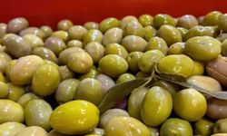 İflastan önce son çıkış: 40 yıllık zeytin devine konkordato