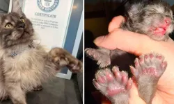29 parmaklı kedi Erebus 24 yıllık dünya rekorunu darmadağın etti!