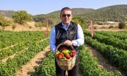 Kamber biberinde ilk hasat heyecanı