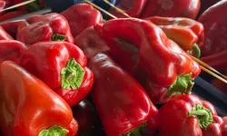 Maraş’ta salçalık biber sezonu açıldı: Tarlada 25-30 TL'den alıcı buluyor!