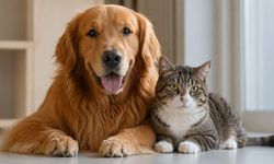 İnsan duygularını tahmin edilenden daha iyi anlıyorlar! Evde köpek beslemek caiz mi?