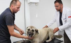 Giresun'da yolda yatan köpeği ezen otomobilin sürücüsüne para cezası