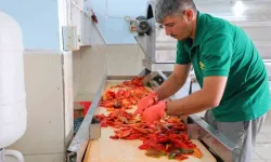 2026 salçalık biberin kilosu ne kadar oldu? Gaziantep, Şanlıurfa, Adana, Osmaniye ve Kahramanmaraş’ta güncel biber fiyatları kaç TL?