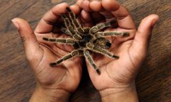 Kimse böyle bir sonucu beklemiyordu! Örümcek zehiri hangi sağlık sorununa umut oldu! Gizemli gücün keşfi geleceğe ışık tutuyor!