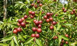 Portakalı tahtından eden Amazon mucizesi: C vitamini deposu saksıda bile yetişiyor