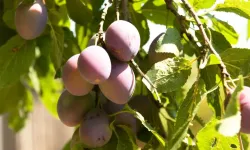 Damson eriği nerede satılır, ne işe yarar, mürdüm eriğinden farkı ne?
