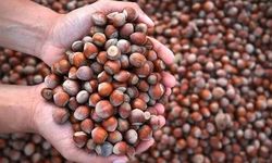Bakanlıktan fındık kararı: Müfettişler görevlendirildi