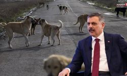 Başıboş Köpekler için tarih verildi! Ekim sonunda bitiyor