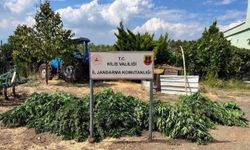 Kilis'te zehir tacirlerine darbe: 40 kilo esrar ele geçirildi