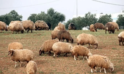 Mavi dil hastalığı insana bulaşır mı, et ve süt tüketilebilir mi, hayvanlar arasında nasıl yayılır?