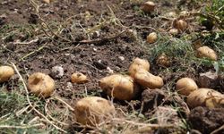 Tarlada 24, pazarda 45 lira! 'Patates diyarı' Bolu'da hasat başlarken çiftçi ayçiçeğine yöneliyor