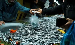 Hamsi Sezonu Açıldı! Taze Hamsi Nasıl Belli Olur, Hamsi Alırken Nelere Bakılmalı?