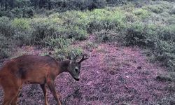 Tekirdağ'da karacalar fotokapanla görüntülendi