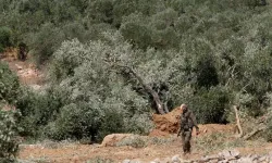 İsrail, Batı Şeria'da onlarca zeytin ağacını söktü