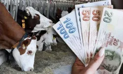 TİGEM’den dijital ihale: 100 baş Jersey ırkı damızlık satışa çıkıyor!