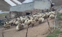 Türkiye'de koyun sayısı belli oldu! O sınırı aştı