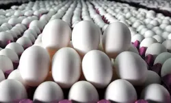 Yumurta fiyatları artacak mı? İdeal rakam açıklandı