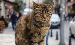 Kedi yavrusu zannedilerek eve alındı: Gerçek 10 sene sonra ortaya çıktı
