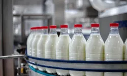47 yıllık süt kooperatifi konkordato kıskacında! Çiftçinin 90 milyon lirasını kim ödeyecek?