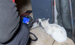 Anne kedi, reklam panosunda mahsur kalan yavrusunun kurtarılmasını bekledi