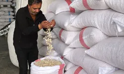 Çiftçilerin rotası değişti: Artık bu ürünü ekiyorlar